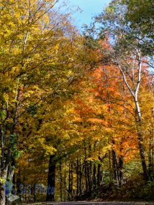 Catching Changing Colors