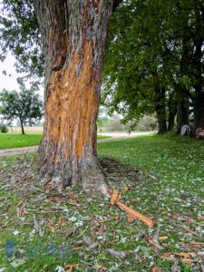 Blown Away Bark