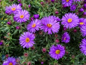 Fall Asters