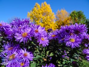 Asters in Sunshine