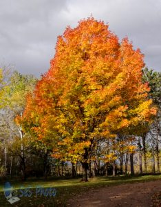 Color Before the Rain