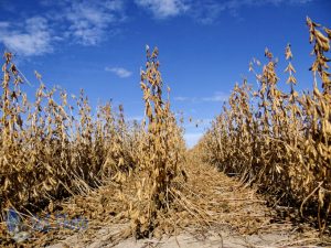 Waiting for Harvest