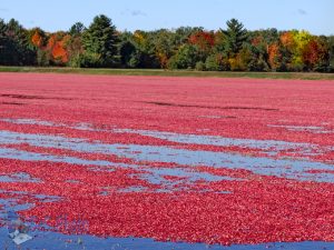 Cranberries Floating Around