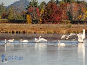 Fall Gathering of Trumpeter Swans