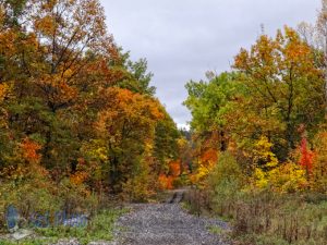 Rainy Autumn Day