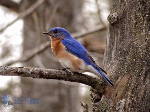 Bluebird Ready to Head South