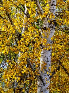 Leaves Trying to Hang On