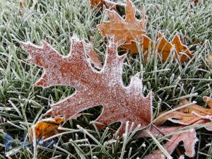 Frosty Leaves