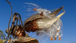 Late Milkweed Pod