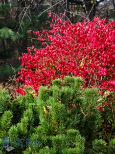 Burning Bush Beauty