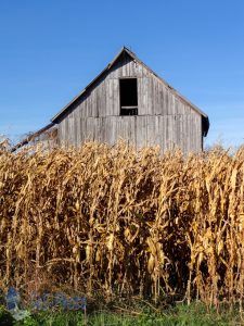 Waiting Harvest