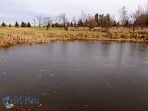 Ice on the Pond