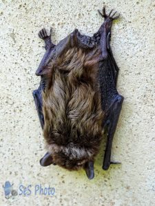 Bat Hanging Around