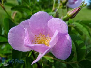 Summer Wild Rose