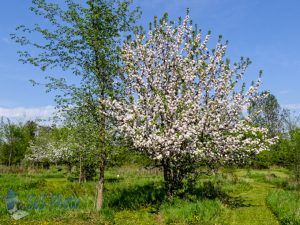 Springtime Apple Trees