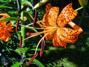 Lily in July