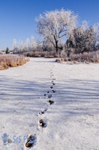 Tracks in the Snow