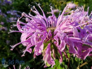 Exploding Blossom