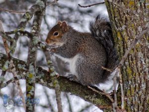 Squirrel Up a Tree