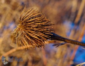 Sticking Burs