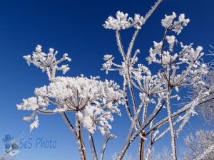 Decorated in Hoarfrost