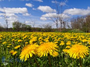 Green and Yellow