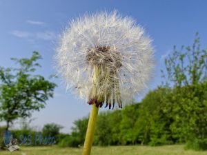 Dandelion Now White