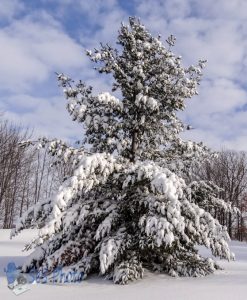 Mother Nature Decorates the Christmas Tree