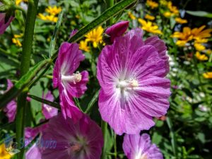 Summertime Flowers