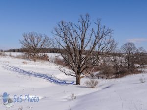 Squeaking Snow