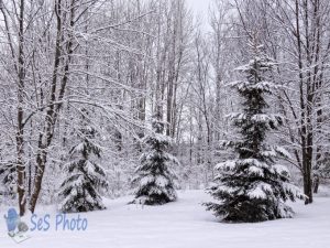 Snow on Cold Day