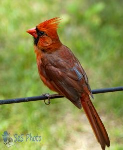 Cardinal Waiting for Lunch