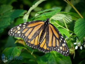 Monarch Hanging Around