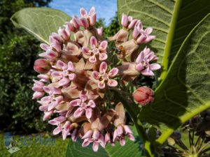 Milkweed Blossom