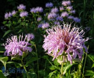 Frizzy Wild Bergamots