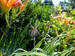 A Dewy Web