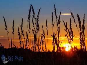 Sunset Grass