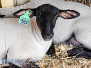 Suffolk Sheep