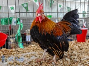 Feathers at the Fair