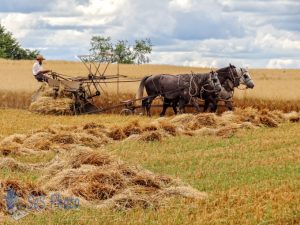 Horses Pulling Grain Binder