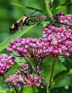 Hummingbird Clearwing Moth