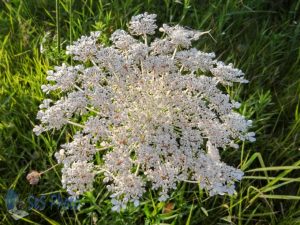 Queen Anne's Lace