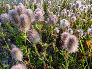 Furry Looking Plant