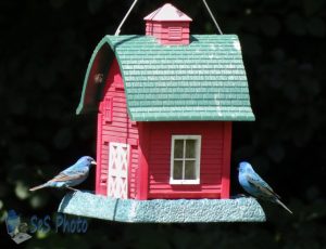 Indigo Buntings