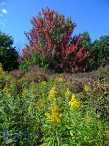 Autumn Colors Coming Early