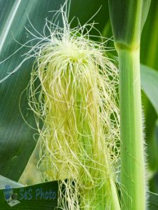 Corn Silks