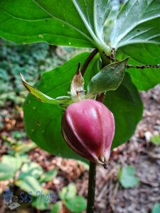 Nodding Trillium Seed Pod