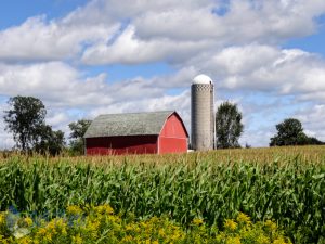 Corn Sweating