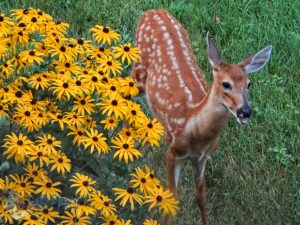 Flower Eating Fawn