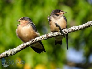 Swallow Siblings